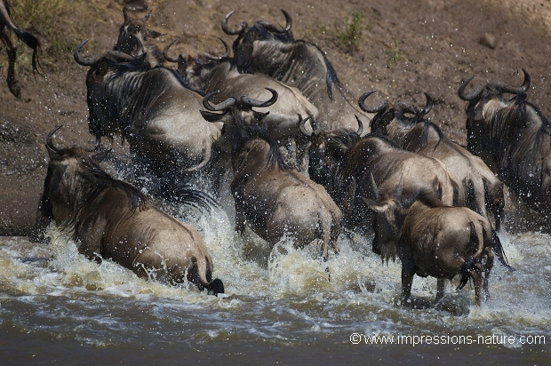 Traversée rapide des gnous