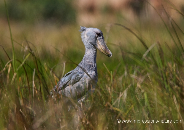 Bec -en-sabot ( Balaeniceps rex)