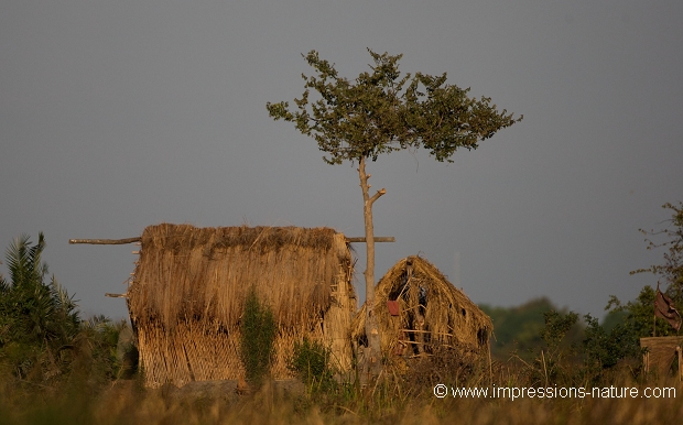 maison de pêcheur- marais de Bangweulu
