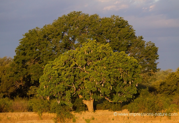 Arbre à saucisse ( Kigelia africana)