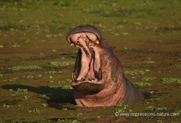 hippopotame