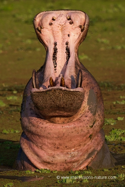 hippopotame baîllant