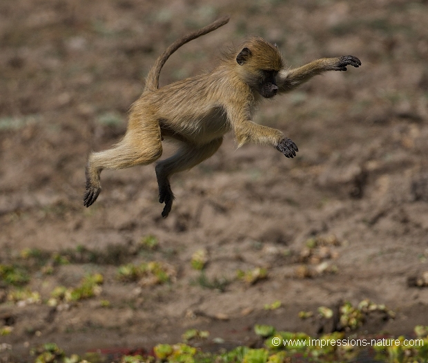 Vervet sautant
