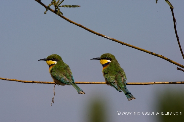 Guêpierr à collier bleu ( Merops variegatus)- Zambie