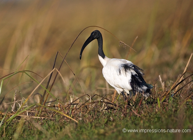 Ibis sacré - Zambie
