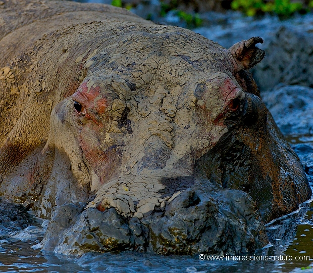 hippopotame dans la boue