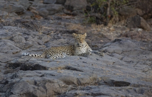 Léopard  parc Kruger