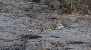 Léopard  parc Kruger