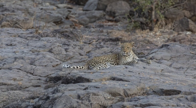 Léopard  parc Kruger
