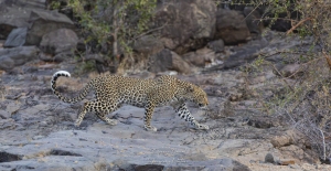 Léopard parc Kruger