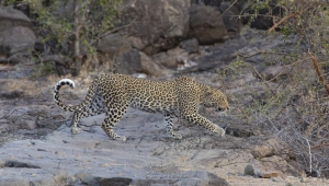 Léopard parc Kruger