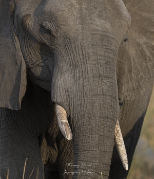 Eléphant parc Kruger