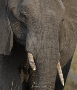 Eléphant parc Kruger