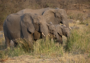 Eléphant parc Kruger
