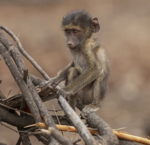 Jeune babouin parc Kruger