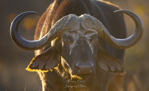 Buffle d'Afrique