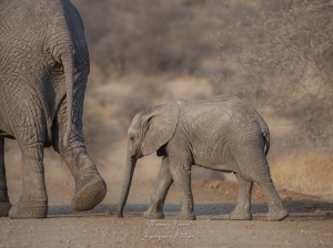 Femelle éléphant et son jeune