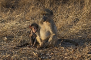 Babouin et son jeune
