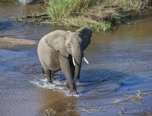 Eléphant à Skukuza
