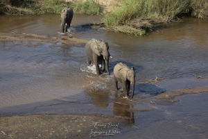 Eléphants en marche