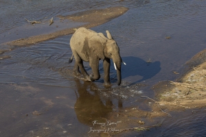 Eléphant traversant la rivière