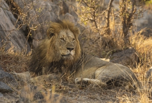 Lion secteur de Berg-en-Dal au Kruger