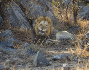Lion secteur de Berg-en-Dal au Kruger