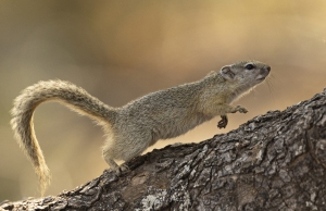 Ecureuil arboricole