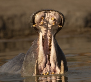 Hippopotame marquant son territoire