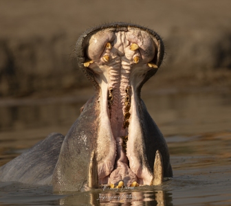 Hippopotame marquant son territoire