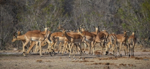 Impala au point d'eau