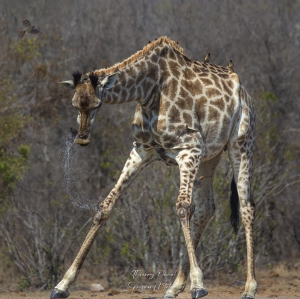 Girafe au point d'eau