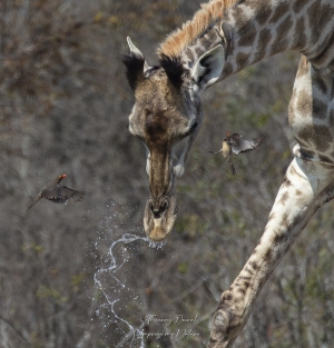Girafe s'abreuvant