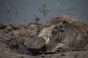 Phacochère dans un bain de boue