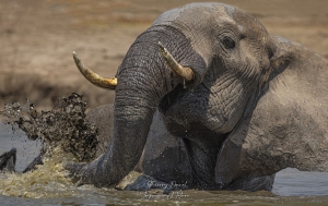 Eléphant dans une mare