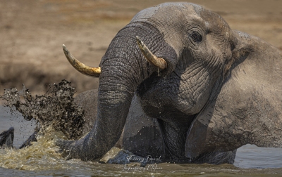 Eléphant dans une mare