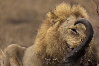 Lion mangeant un buffle