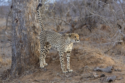 Guépard marquant son territoire