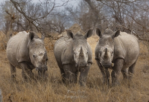 Rhinocéros blanc