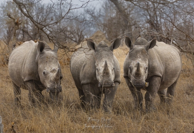 Rhinocéros blanc