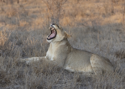 Lionne baillant