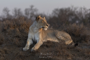 Lionne au coucher du soleil