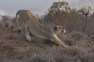 Lionne au coucher du soleil