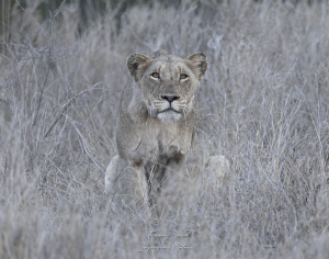 Lionne à l'affût