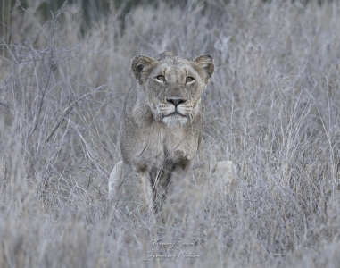 Lionne à l'affût