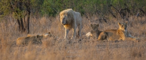 Lion blanc