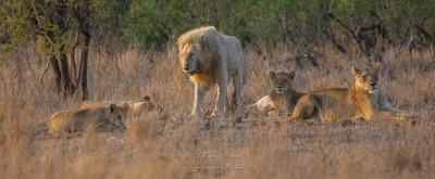 Lion blanc