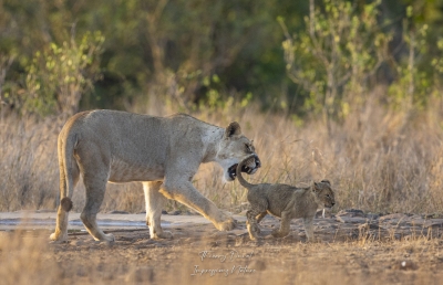 Lionne et son jeune