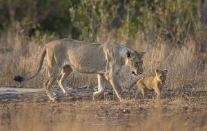 Lionne et son jeune