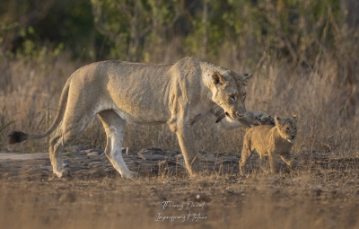 Lionn et son jeune